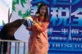 海獅表演