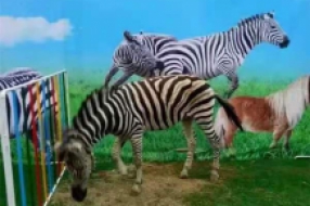 萌寵展覽