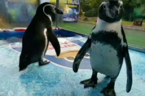 海獅表演