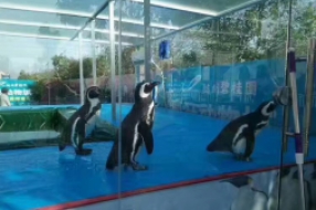 企鵝展覽