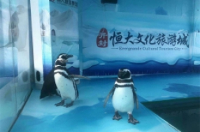 企鵝展覽